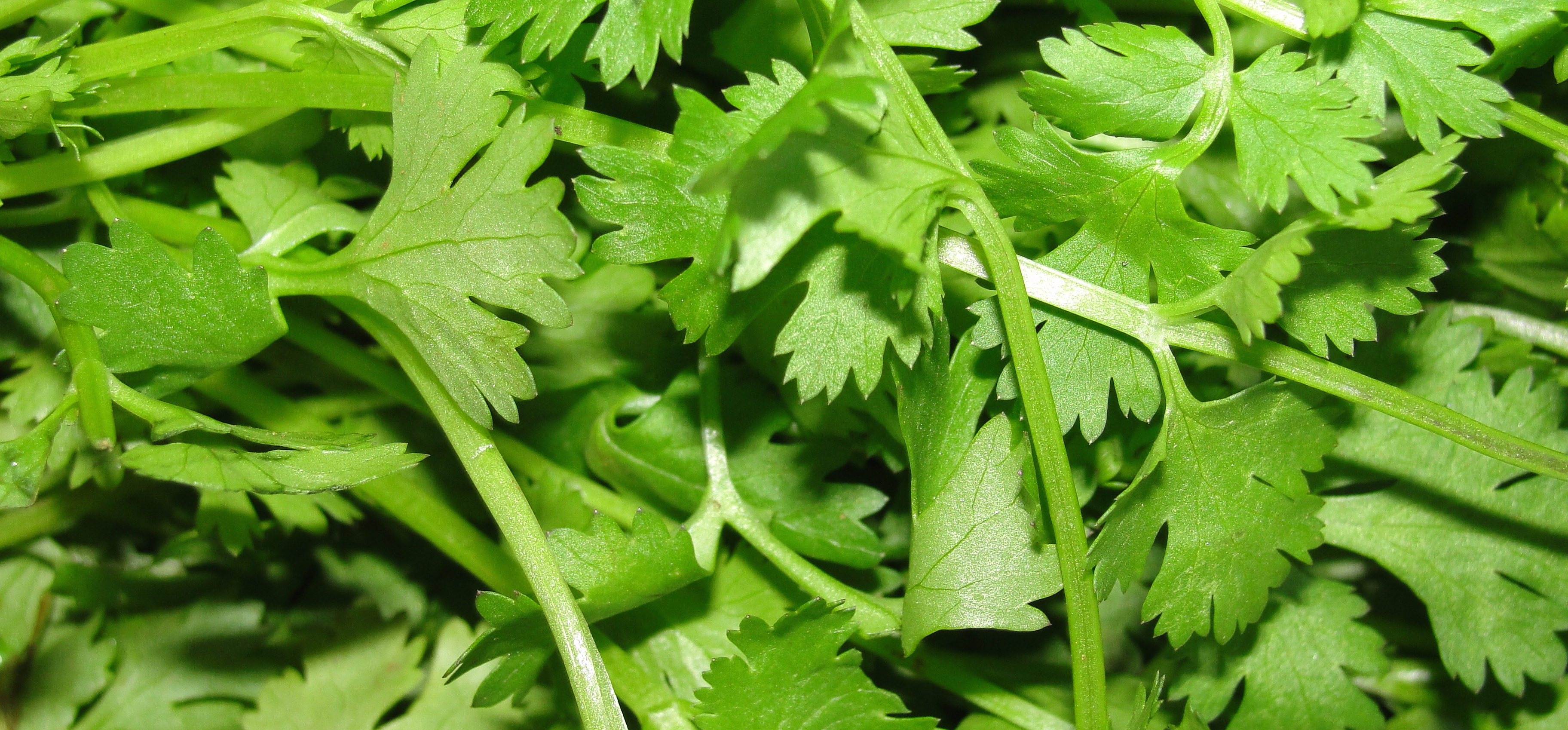 Tastes Like Home Decoding Native Flavors